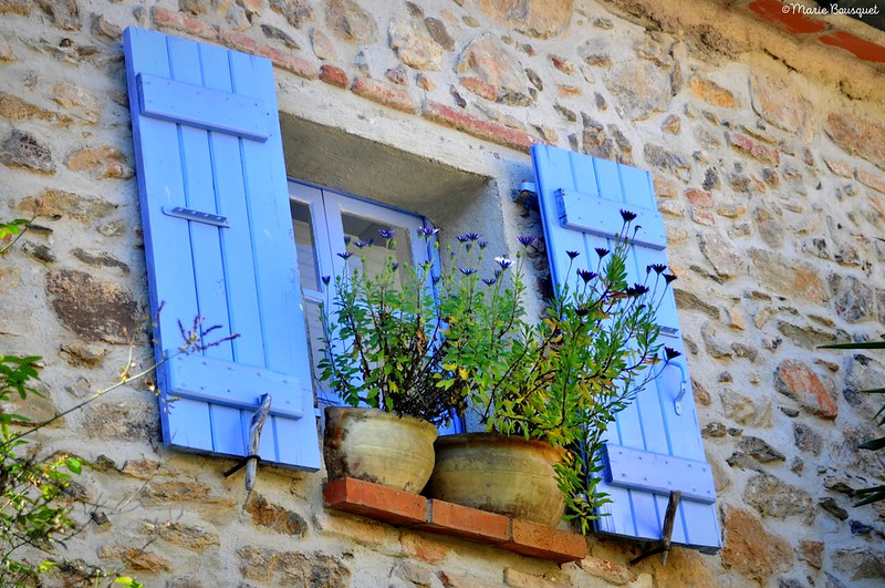 fleurs languedoc